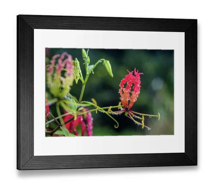 Framed Print : Flame lily (Gloriosa superba) in bloom in a garden, Dominica, Lesser Antilles Framed Print : Flame lily (Gloriosa superba) in bloom in a garden, Dominica, Lesser Antilles