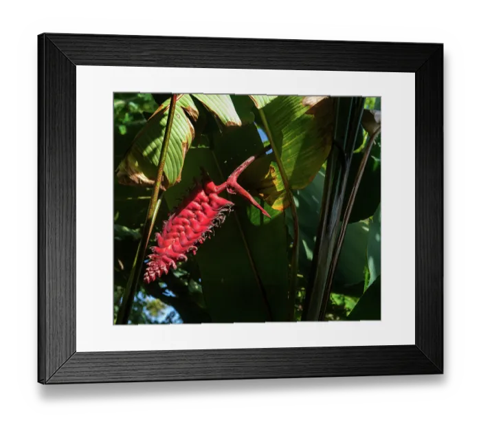 Framed Print : Beefsteak heliconia (Heliconia mariae) inflorecense in a garden, Dominica, Lesser Antilles Framed Print : Beefsteak heliconia (Heliconia mariae) inflorecense in a garden, Dominica, Lesser Antilles