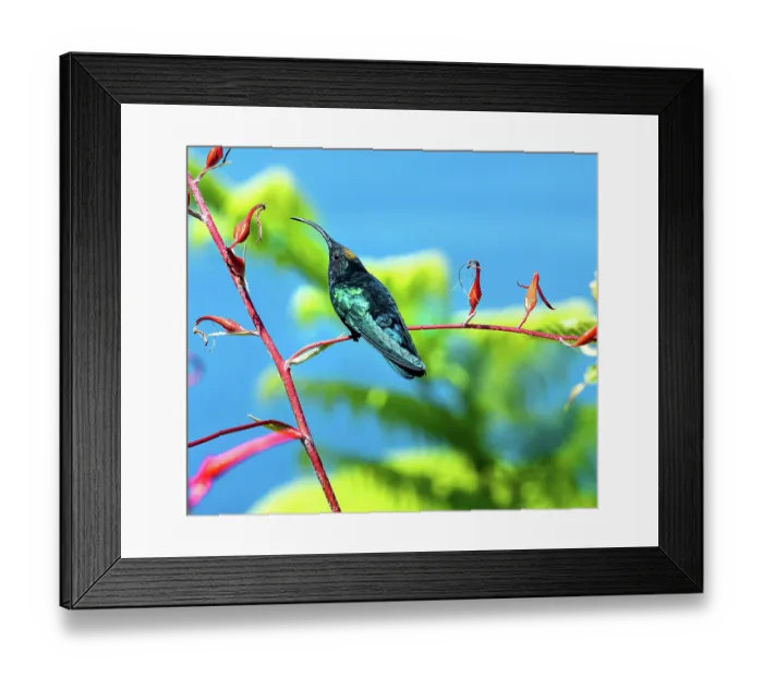 Framed Print : Purple-throated Carib hummingbird (Eulampis jugularis) perched on a bromeliad flower stem in a garden, Dominica, Lesser Antilles Framed Print : Purple-throated Carib hummingbird (Eulampis jugularis) perched on a bromeliad flower stem in a garden, Dominica, Lesser Antilles