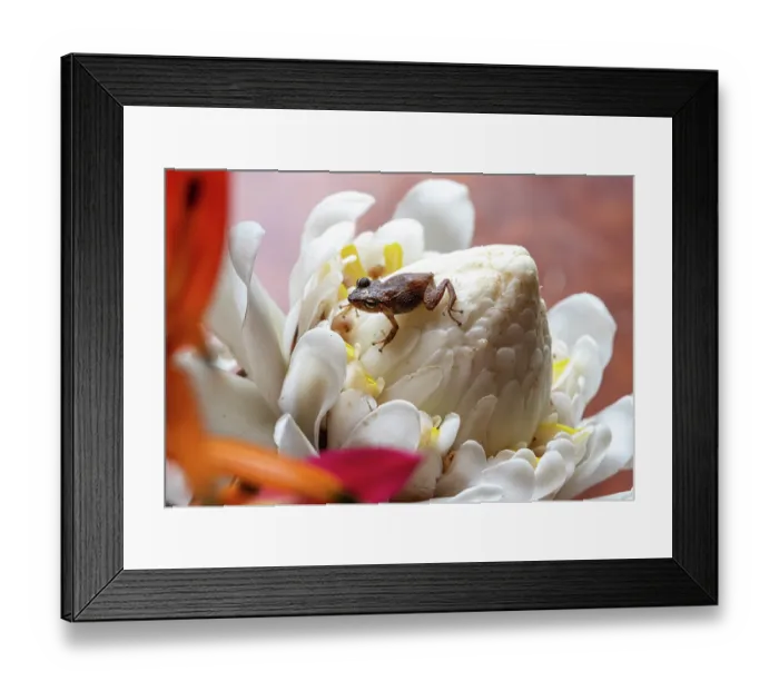 Framed Print : Caribbean treefrog (Eleutherodactylus amplinympha) resting on white Torch ginger (Etlingera elatior) flower in a garden, Dominica, Lesser Antilles. Endangered Framed Print : Caribbean treefrog (Eleutherodactylus amplinympha) resting on white Torch ginger (Etlingera elatior) flower in a garden, Dominica, Lesser Antilles. Endangered