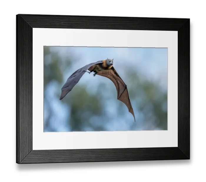 Framed Print : Grey-headed flying-fox (Pteropus poliocephalus) in flight, Myuna Wetlands, Doveton (on Bunurong Country), Victoria, Australia Framed Print : Grey-headed flying-fox (Pteropus poliocephalus) in flight, Myuna Wetlands, Doveton (on Bunurong Country), Victoria, Australia