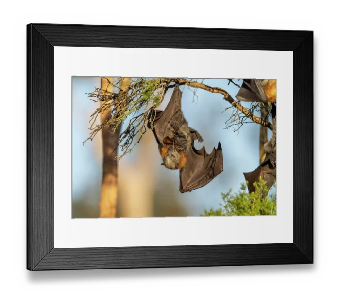 Framed Print : Grey-headed flying-fox (Pteropus poliocephalus) female, eating the umbilical cord just after giving birth, Myuna Wetlands, Doveton (on Bunurong Country), Victoria, Australia Framed Print : Grey-headed flying-fox (Pteropus poliocephalus) female, eating the umbilical cord just after giving birth, Myuna Wetlands, Doveton (on Bunurong Country), Victoria, Australia