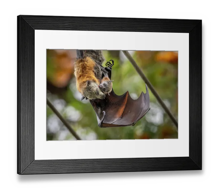 Framed Print : Grey-headed fying-fox (Pteropus poliocephalus) pup licking the face of its dead mother, killed by being electrocuted on powerlines to which it is still attached, Caulfield North Framed Print : Grey-headed fying-fox (Pteropus poliocephalus) pup licking the face of its dead mother, killed by being electrocuted on powerlines to which it is still attached, Caulfield North