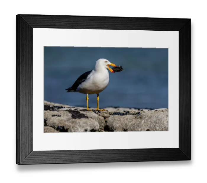 Framed Print : Pacific gull (Larus pacificus) feeding on an Abalone (Haliotis sp.) on rocks in the intertidal zone, Port Phillip Bay shoreline, Sandringham, Victoria, Australia Framed Print : Pacific gull (Larus pacificus) feeding on an Abalone (Haliotis sp.) on rocks in the intertidal zone, Port Phillip Bay shoreline, Sandringham, Victoria, Australia