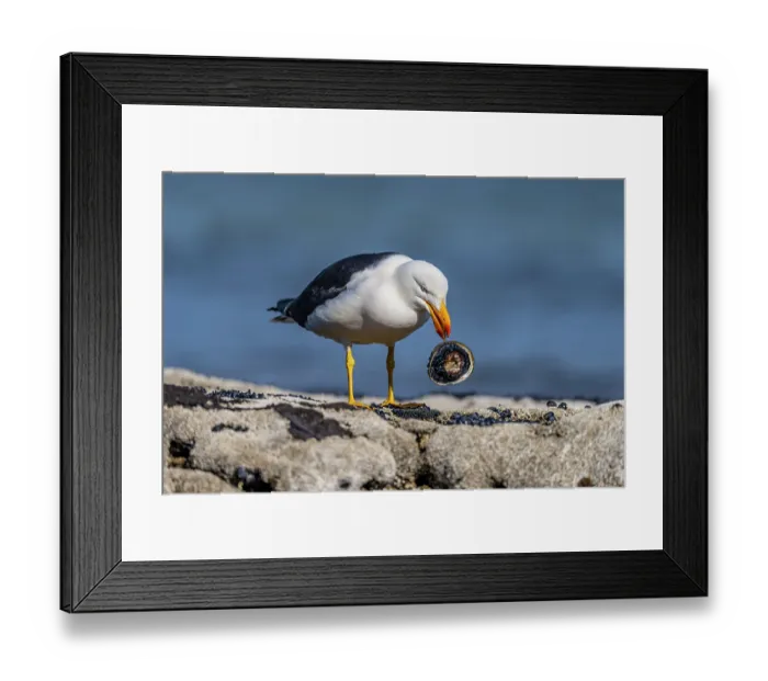 Framed Print : Pacific gull (Larus pacificus) feeding on an Abalone (Haliotis sp.) on rocks in the intertidal zone, Port Phillip Bay shoreline, Sandringham, Victoria, Australia Framed Print : Pacific gull (Larus pacificus) feeding on an Abalone (Haliotis sp.) on rocks in the intertidal zone, Port Phillip Bay shoreline, Sandringham, Victoria, Australia