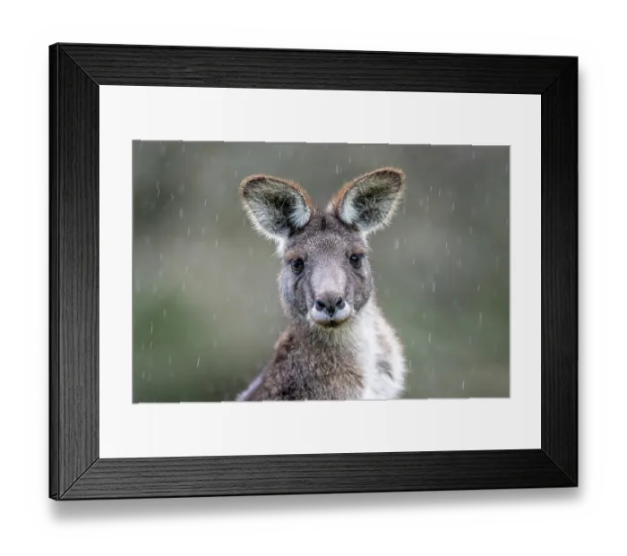 Framed Print : Eastern grey kangaroo (Macropus giganteus) in the rain, head portrait, Wildlife Wonders, Apollo Bay, Victoria, Australia. Captive Framed Print : Eastern grey kangaroo (Macropus giganteus) in the rain, head portrait, Wildlife Wonders, Apollo Bay, Victoria, Australia. Captive