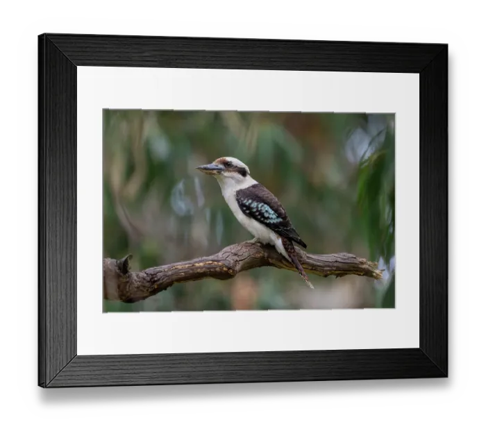 Framed Print : Laughing kookaburra (Dacelo novaeguineae) perched on a tree branch, Skenes Creek (on Gadubanud Country), Victoria, Australia Framed Print : Laughing kookaburra (Dacelo novaeguineae) perched on a tree branch, Skenes Creek (on Gadubanud Country), Victoria, Australia
