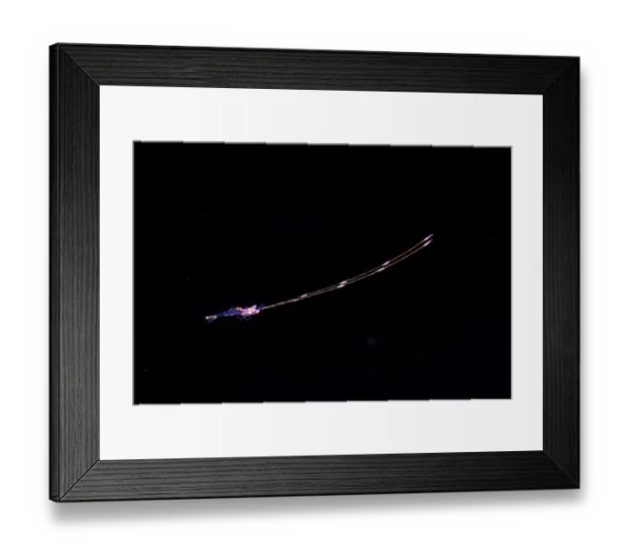 Framed Print : Palaemonid shrimp (Palaemonidae) larval stage, less than one inch in length, portrait, three miles off the island of Guam, Micronesia, Pacific Ocean Framed Print : Palaemonid shrimp (Palaemonidae) larval stage, less than one inch in length, portrait, three miles off the island of Guam, Micronesia, Pacific Ocean