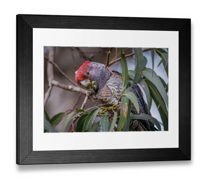 Framed Print : Gang-gang cockatoo (Callocephalon fimbriatum) male, feeding on flowers from a Eucalyptus tree, Skenes Creek (on Gadubanud Country), Victoria, Australia Framed Print : Gang-gang cockatoo (Callocephalon fimbriatum) male, feeding on flowers from a Eucalyptus tree, Skenes Creek (on Gadubanud Country), Victoria, Australia