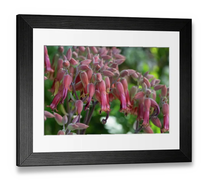 Framed Print : Donkey ears (Kalanchoe gastonis-bonnieri) blooming in a garden, Dominica, Lesser Antilles Framed Print : Donkey ears (Kalanchoe gastonis-bonnieri) blooming in a garden, Dominica, Lesser Antilles
