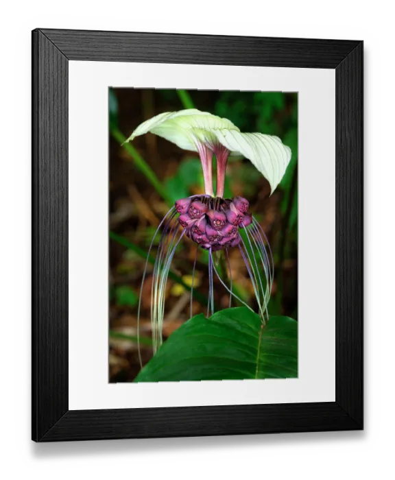 Framed Print : White batflower (Tacca integrifolia) in flower in a garden, Dominica, Lesser Antilles Framed Print : White batflower (Tacca integrifolia) in flower in a garden, Dominica, Lesser Antilles