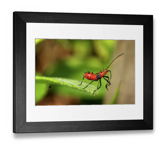 Framed Print : Leaf-footed bug (Leptoglossus pyllopus) nymph standing at the edge of a leaf in a garden, Dominica, Lesser Antilles Framed Print : Leaf-footed bug (Leptoglossus pyllopus) nymph standing at the edge of a leaf in a garden, Dominica, Lesser Antilles