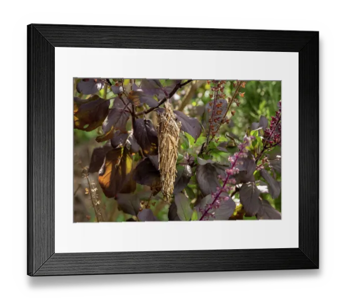 Framed Print : Bagworm moth (Thyridopteryx ephemeraeformis) cocoon on a basil plant in a garden, Dominica, Lesser Antilles