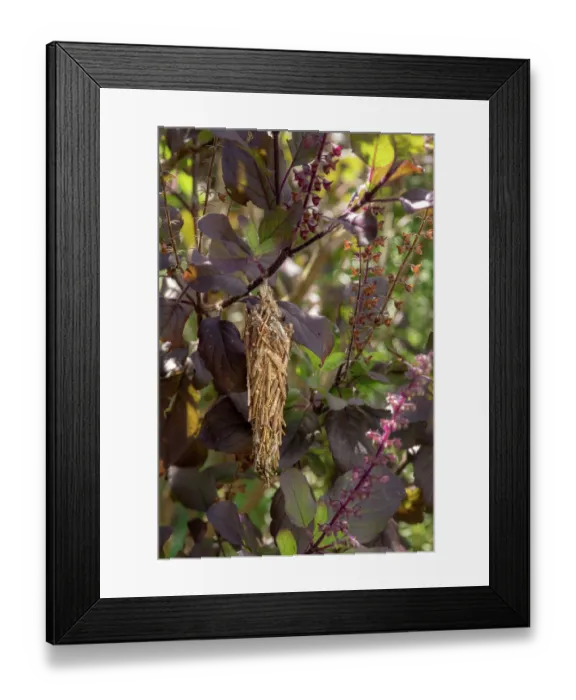 Framed Print : Bagworm moth (Thyridopteryx ephemeraeformis) cocoon on a basil plant in a garden, Dominica, Lesser Antilles