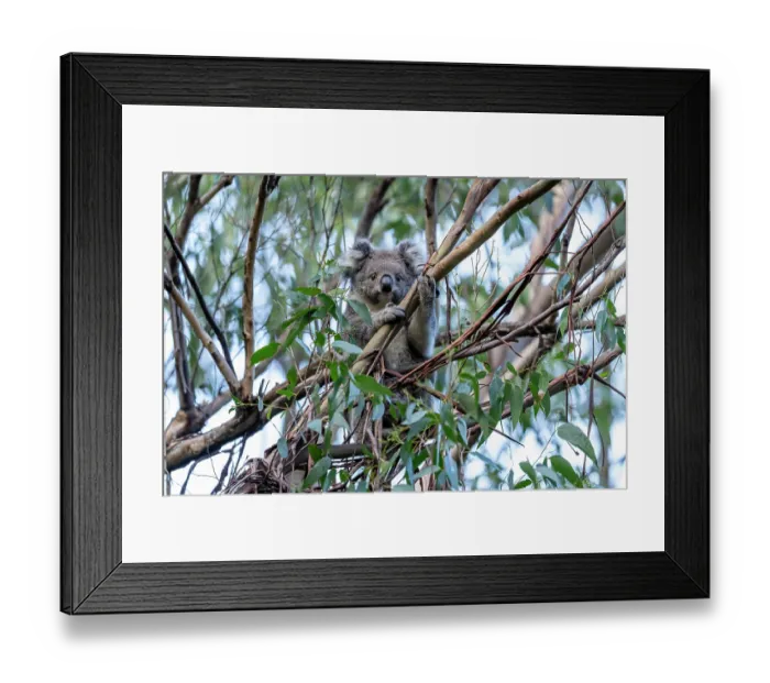 Framed Print : Koala (Phascolarctos cinereus) female, sitting in a tree, Wildlife Wonders, Apollo Bay, Victoria, Australia Framed Print : Koala (Phascolarctos cinereus) female, sitting in a tree, Wildlife Wonders, Apollo Bay, Victoria, Australia