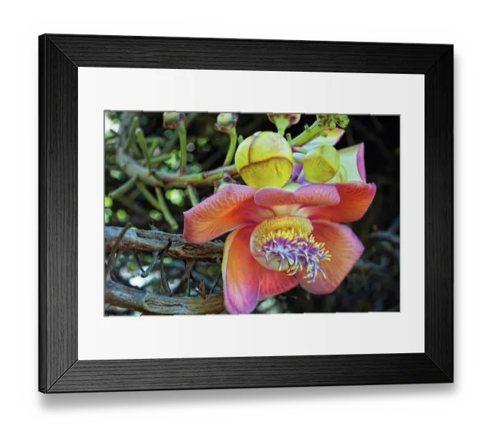 Framed Print : Cannonball tree (Couroupita guianensis) flower in a garden, Dominica, Lesser Antilles Framed Print : Cannonball tree (Couroupita guianensis) flower in a garden, Dominica, Lesser Antilles