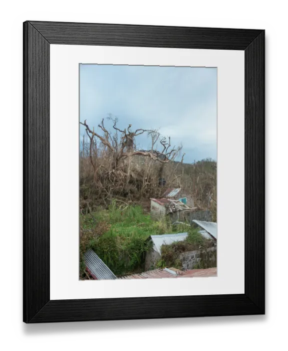 Framed Print : A garden, trees and utility structures devastated by category 5 hurricane Maria, Dominica, Lesser Antilles. September, 2017