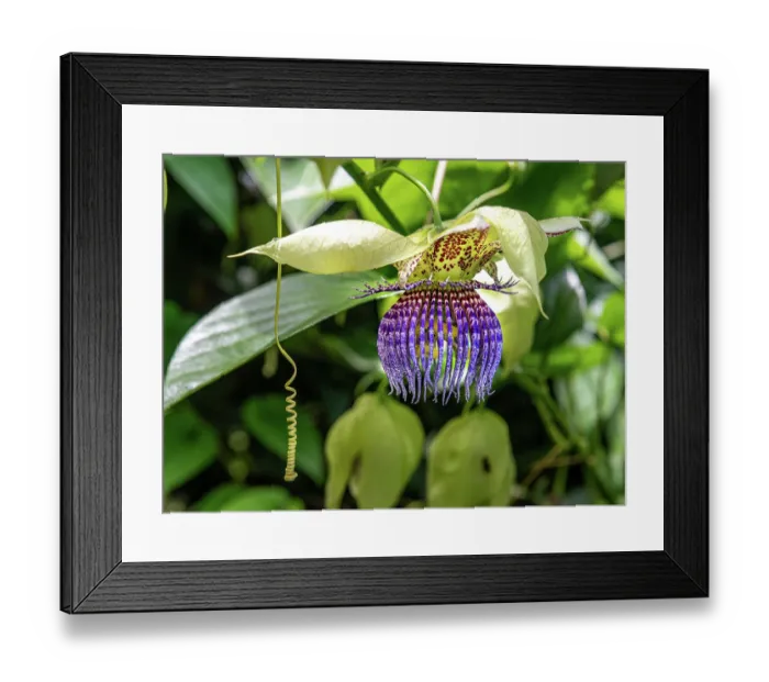 Framed Print : Brazilian passion fruit (Passiflora edulis) in bloom in a garden, Dominica, Lesser Antilles Framed Print : Brazilian passion fruit (Passiflora edulis) in bloom in a garden, Dominica, Lesser Antilles