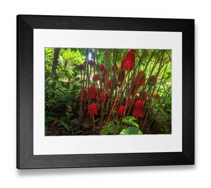 Framed Print : Honeycomb ginger (Tapeinochilos ananassae) in flower in a shady area in a garden, Dominica, Lesser Antilles Framed Print : Honeycomb ginger (Tapeinochilos ananassae) in flower in a shady area in a garden, Dominica, Lesser Antilles