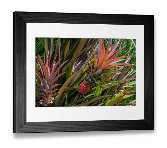 Framed Print : Dwarf ornamental pineapple growing in a garden, Dominica, Lesser Antilles Framed Print : Dwarf ornamental pineapple growing in a garden, Dominica, Lesser Antilles