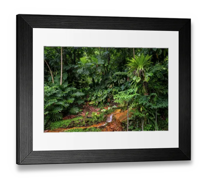 Framed Print : Breadfruit tree (Artocarpus altilis) providing shade to tropical plants growing along hot volcanic stream in a garden, Dominica, Lesser Antilles Framed Print : Breadfruit tree (Artocarpus altilis) providing shade to tropical plants growing along hot volcanic stream in a garden, Dominica, Lesser Antilles