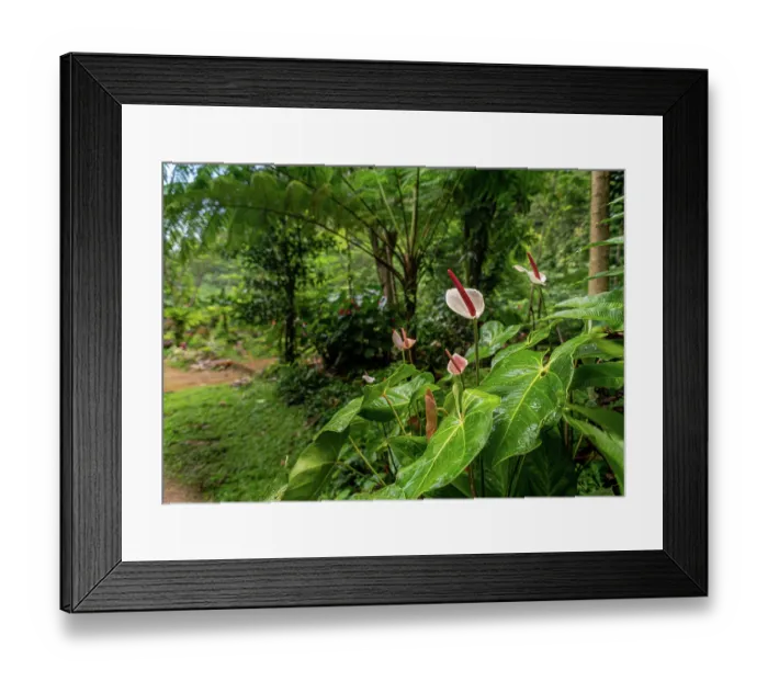 Framed Print : Anthuriums (Anthurium sp.) and tree ferns growing along hot volcanic stream in a gaden, Dominica, Lesser Antilles