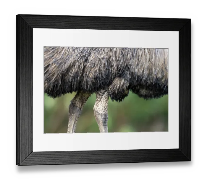 Framed Print : Emu (Dromaius novaehollandiae) legs and wing detail, Wildlife Wonders, Apollo Bay, Victoria, Australia. Captive Framed Print : Emu (Dromaius novaehollandiae) legs and wing detail, Wildlife Wonders, Apollo Bay, Victoria, Australia. Captive