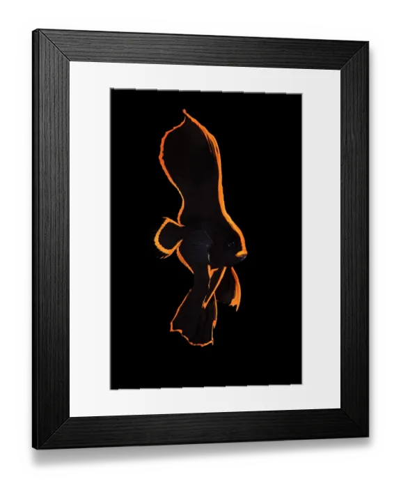 Framed Print : Pinnate batfish (Platax pinnatus) juvenile, sheltering on a coral reef, Bitung, North Sulawesi, Indonesia. Lembeh Strait, Molucca Sea Framed Print : Pinnate batfish (Platax pinnatus) juvenile, sheltering on a coral reef, Bitung, North Sulawesi, Indonesia. Lembeh Strait, Molucca Sea