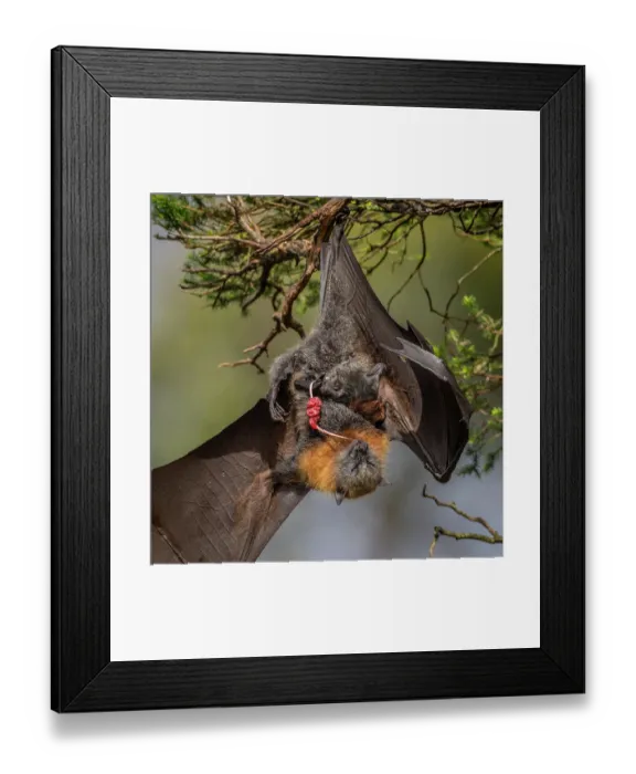 Framed Print : Grey-headed flying-fox (Pteropus poliocephalus) female hanging on branch just after giving birth, eating the umbilical cord with placenta visible, Myuna Wetlands Framed Print : Grey-headed flying-fox (Pteropus poliocephalus) female hanging on branch just after giving birth, eating the umbilical cord with placenta visible, Myuna Wetlands