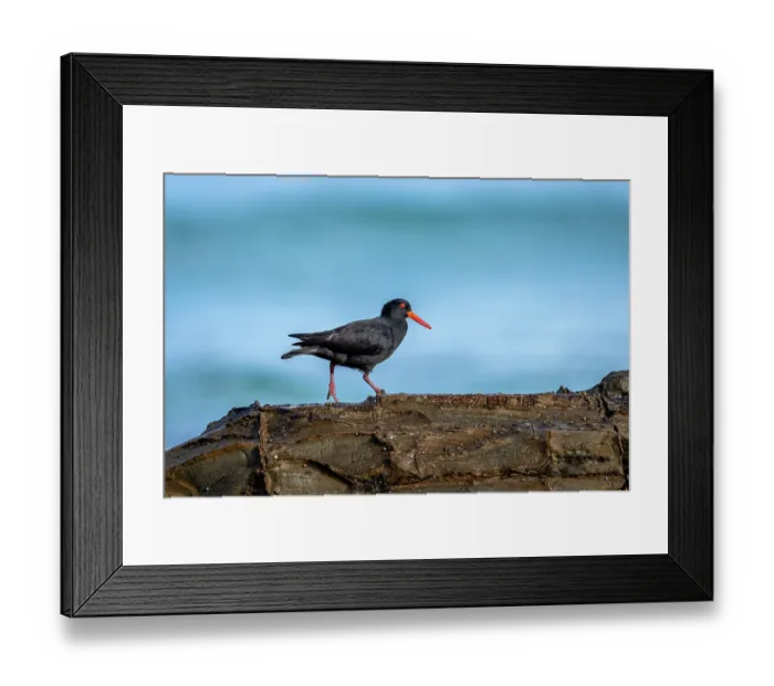 Framed Print : Sooty oystercatcher (Haematopus fuliginosus) walking on intertidal rocks, Skenes Creek, Victoria, Australia Framed Print : Sooty oystercatcher (Haematopus fuliginosus) walking on intertidal rocks, Skenes Creek, Victoria, Australia