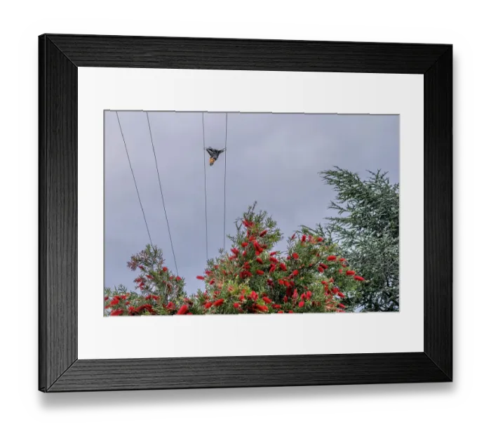 Framed Print : Dead Grey-headed flying-fox (Pteropus poliocephalus) killed by electrocution, hanging on powerlines, Coburg, Victoria, Australia Framed Print : Dead Grey-headed flying-fox (Pteropus poliocephalus) killed by electrocution, hanging on powerlines, Coburg, Victoria, Australia
