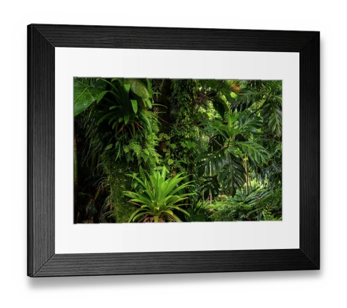 Framed Print : Breadfruit tree (Artocarpus altilis) providing shade to tropical plants growing along hot volcanic stream in a garden, Dominica, Lesser Antilles Framed Print : Breadfruit tree (Artocarpus altilis) providing shade to tropical plants growing along hot volcanic stream in a garden, Dominica, Lesser Antilles