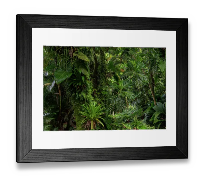 Framed Print : Breadfruit tree (Artocarpus altilis) providing shade to tropical plants growing along hot volcanic stream in a garden, Dominica, Lesser Antilles Framed Print : Breadfruit tree (Artocarpus altilis) providing shade to tropical plants growing along hot volcanic stream in a garden, Dominica, Lesser Antilles