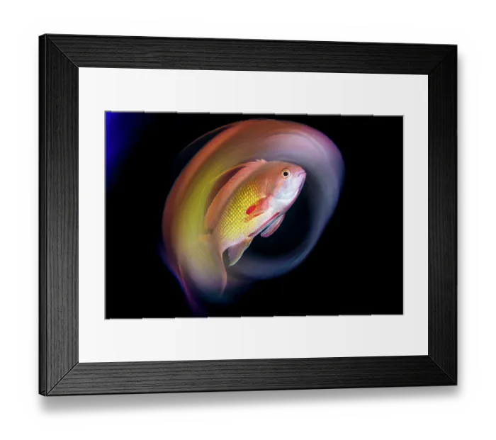 Framed Print : Scalefin anthias (Pseudanthias squamipinnis) portrait, taken with a special effect vortex filter, Hurghada, Egypt, Red Sea Framed Print : Scalefin anthias (Pseudanthias squamipinnis) portrait, taken with a special effect vortex filter, Hurghada, Egypt, Red Sea