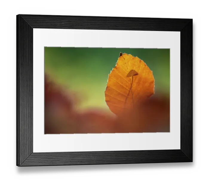 Framed Print : Beech (Fagus sylvatica) leaf and shadow of a small mushroom on the forest floor, Bolderwood, New Forest, Hampshire, UK. October Framed Print : Beech (Fagus sylvatica) leaf and shadow of a small mushroom on the forest floor, Bolderwood, New Forest, Hampshire, UK. October