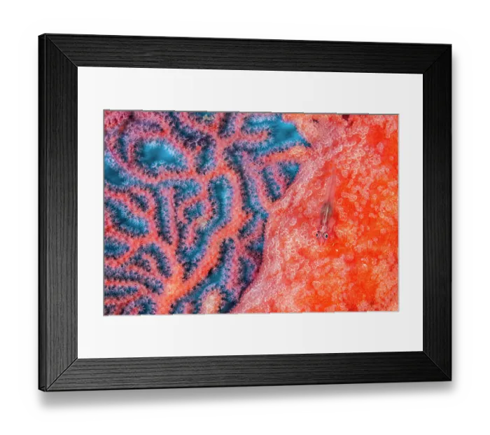 Framed Print : Soft coral ghostgoby (Pleurosicya boldinghi) camouflaged on a Sea fan (Euplexaura sp.) on a coral reef, Misool, Raja Ampat, West Papua, Indonesia, Pacific Ocean Framed Print : Soft coral ghostgoby (Pleurosicya boldinghi) camouflaged on a Sea fan (Euplexaura sp.) on a coral reef, Misool, Raja Ampat, West Papua, Indonesia, Pacific Ocean