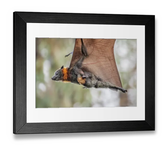 Framed Print : Grey-headed flying-fox (Pteropus poliocephalus) female in flight carrying its pup, Myuna Wetlands, Doveton (on Bunurong Country), Victoria, Australia Framed Print : Grey-headed flying-fox (Pteropus poliocephalus) female in flight carrying its pup, Myuna Wetlands, Doveton (on Bunurong Country), Victoria, Australia
