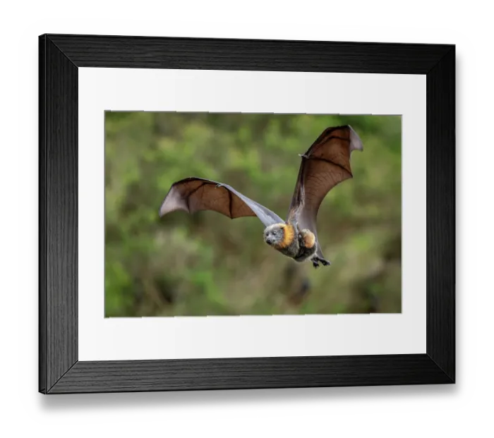 Framed Print : Grey-headed flying-fox (Pteropus poliocephalus) female in flight carrying its pup, Myuna Wetlands, Doveton (on Bunurong Country), Victoria, Australia Framed Print : Grey-headed flying-fox (Pteropus poliocephalus) female in flight carrying its pup, Myuna Wetlands, Doveton (on Bunurong Country), Victoria, Australia