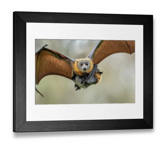 Framed Print : Grey-headed flying-fox (Pteropus poliocephalus) female in flight carrying its pup, Myuna Wetlands, Doveton (on Bunurong Country), Victoria, Australia Framed Print : Grey-headed flying-fox (Pteropus poliocephalus) female in flight carrying its pup, Myuna Wetlands, Doveton (on Bunurong Country), Victoria, Australia