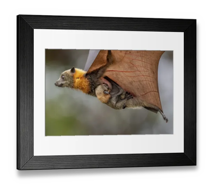 Framed Print : Grey-headed flying-fox (Pteropus poliocephalus) female in flight carrying its pup, Myuna Wetlands, Doveton (on Bunurong Country), Victoria, Australia