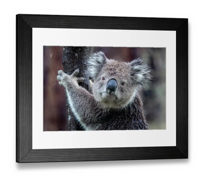 Framed Print : Koala (Phascolarctos cinereus) clinging on to a tree after rain, Wildlife Wonders, Apollo Bay, Victoria, Australia Framed Print : Koala (Phascolarctos cinereus) clinging on to a tree after rain, Wildlife Wonders, Apollo Bay, Victoria, Australia