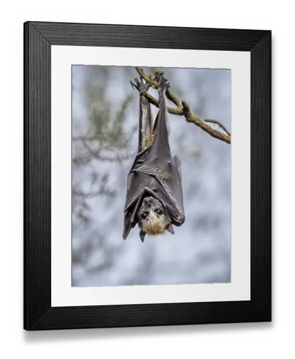 Framed Print : Grey-headed flying-fox (Pteropus poliocephalus) pup hanging from branch, waiting the return of its mother, Myuna Wetlands, Doveton (on Bunurong Country), Victoria, Australia Framed Print : Grey-headed flying-fox (Pteropus poliocephalus) pup hanging from branch, waiting the return of its mother, Myuna Wetlands, Doveton (on Bunurong Country), Victoria, Australia