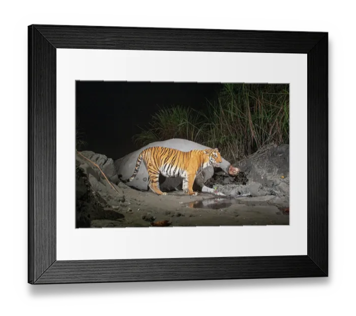 Framed Print : Bengal tiger (Panthera tigris tigris) feeding on Indian elephant (Elephas maximus indicus) kill at night, Kaziranga tiger Reserve, Assam, India. Endangered. Camera trap image Framed Print : Bengal tiger (Panthera tigris tigris) feeding on Indian elephant (Elephas maximus indicus) kill at night, Kaziranga tiger Reserve, Assam, India. Endangered. Camera trap image