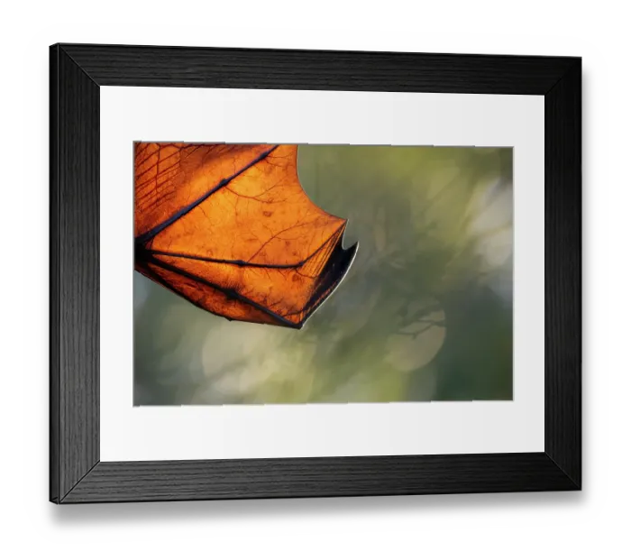 Framed Print : Grey-headed flying-fox (Pteropus poliocephalus) wing detail, backlit by sun, Myuna Wetlands, Doveton, Victoria, Australia Framed Print : Grey-headed flying-fox (Pteropus poliocephalus) wing detail, backlit by sun, Myuna Wetlands, Doveton, Victoria, Australia