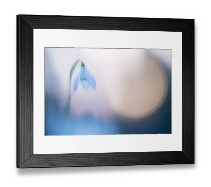 Framed Print : Snowdrop (Galanthus nivalis) at sunset, double exposure. Cornwall, England, UK. February Framed Print : Snowdrop (Galanthus nivalis) at sunset, double exposure. Cornwall, England, UK. February