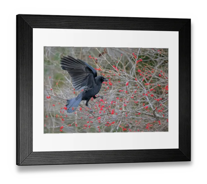 Framed Print : American crow (Corvus brachyrhynchos) perched in Winterberry (Ilex verticillata) bush with red berries, Acadia National Park, Maine, USA. November Framed Print : American crow (Corvus brachyrhynchos) perched in Winterberry (Ilex verticillata) bush with red berries, Acadia National Park, Maine, USA. November