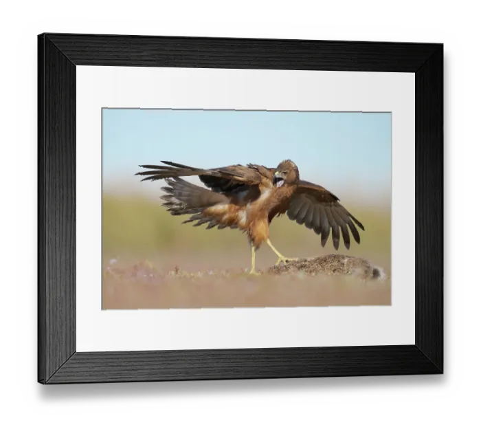 Framed Print : Swamp harrier (Circus approximans) calling while spreading wings and covering European hare (Lepus europaeus) prey, Lake Ellesmere, Canterbury, New Zealand Framed Print : Swamp harrier (Circus approximans) calling while spreading wings and covering European hare (Lepus europaeus) prey, Lake Ellesmere, Canterbury, New Zealand