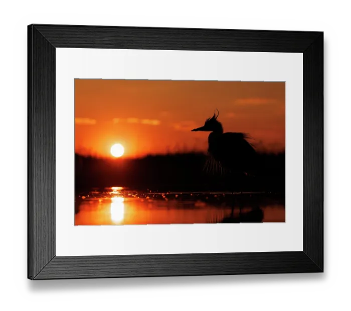 Framed Print : Grey heron (Ardea cinerea) silhouetted against the setting sun, Pusztaszer, Hungary. April Framed Print : Grey heron (Ardea cinerea) silhouetted against the setting sun, Pusztaszer, Hungary. April