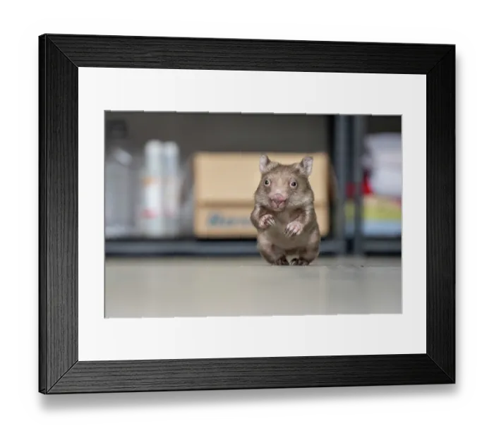 Framed Print : Bare-nosed wombat (Vombatus ursinus) orphan infant aged 6 months, sitting on floor of wildlife shelter, portrait, Wildlife Victoria Travelling Veterinarian Hub, Warragul Framed Print : Bare-nosed wombat (Vombatus ursinus) orphan infant aged 6 months, sitting on floor of wildlife shelter, portrait, Wildlife Victoria Travelling Veterinarian Hub, Warragul