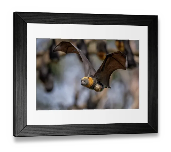 Framed Print : Grey-headed flying-fox (Pteropus poliocephalus) female in flight carrying its pup, Myuna Wetlands, Doveton (on Bunurong Country), Victoria, Australia